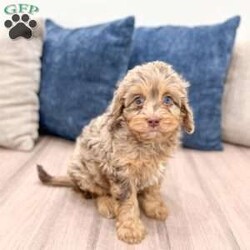 Pansey/Cavapoo									Puppy/Female														/8 Weeks,Meet Pansey! This sweet and adorable chocolate Cavapoo is looking for a forever family!