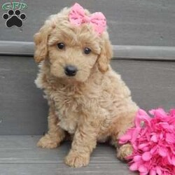 Jane/Mini Goldendoodle									Puppy/Female														/7 Weeks,Prepare to fall in love! My name is Jane and I’m the sweetest F1b mini goldendoodle! One look into my warm, loving eyes and at my super soft fluffy coat and I’ll be sure to have captured your heart already! I’m very happy, playful and very kid friendly and I would love to fill your home with all my puppy love!! I have a very sweet personality, and I love giving kisses. I stand out above the rest with my sweet, loving personality and my cute silvery apricot coat! I will come to you vet checked and up to date on all vaccinations and dewormings . I come with a 1-year guarantee with the option of extending it to a 3-year guarantee and shipping is available! My mother is Kona, an F1 Goldendoodle weighing 32# and my father is Zeke, a 10# mini Poodle and he is genetic tested clear! Both of my parents are very calm and kid friendly which will make me the same!! I will grow to approx. 18-22# and I will be hypoallergenic and non shedding!!!… Why wait when you know I’m the one for you? Call or text Martha to make me the newest addition to your family and get ready to spend a lifetime of tail wagging fun with me! (7% sales tax on in home pickups)