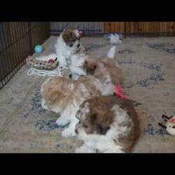 Preston/Teddy Bear									Puppy/Male																/8 Weeks,Preston is a happy Shichon puppy who loves to play! This cutie is socialized, family raised, and ready to meet you! Preston comes home with a 30 day health guarantee as well as an extended genetic health guarantee, both provided by the breeders. He has also been seen by a vet and is up to date on shots and de-wormer. Call Steven and Sadie Fisher today for more details and to schedule a visit to meet Preston!