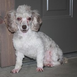 Piper/Mini Goldendoodle									Puppy/Female														/7 Weeks,Meet Piper! This sweet and adorable Mini Goldendoodle is looking for a forever family!