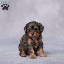 Bip/Cavapoo									Puppy/Male																/6 Weeks,Say hello to Bip, a sweet F1 Cavapoo with a cheerful heart and a lovable personality! Raised in a warm, caring environment, Bip has been surrounded by love and attention from day one. He’s well-socialized, friendly, and always ready to share a cuddle or chase a toy. Bip has been vet checked, is up to date on vaccines and dewormer, and is microchipped for your peace of mind. He also comes with a health guarantee to help you feel confident as you welcome him home. His parents are AKC registered and genetically health tested, so he has a strong, healthy background. Delivery options are available to make bringing Bip home easy and stress-free. If you’re looking for a loyal, playful friend—Bip is the one for you!