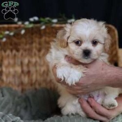 Hemi/Teddy Bear									Puppy/Male																/8 Weeks,To contact the breeder about this puppy, click on the “View Breeder Info” tab above.