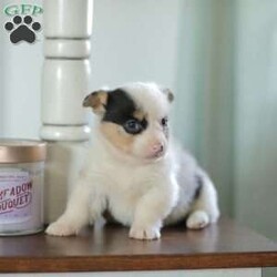 Callie/Pembroke Welsh Corgi									Puppy/Female														/5 Weeks,Are you looking for a new addition to your family? Our Corgi puppies make an adorable fit! These puppies are raised with our family and they receive lots of love and playtime from our children! They have sweet personalities and do very well with young children. Callie is a beautifull blue merle and is the only one in her litter.