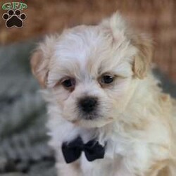 Hemi/Teddy Bear									Puppy/Male																/8 Weeks,To contact the breeder about this puppy, click on the “View Breeder Info” tab above.