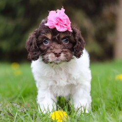 Grace/Cockapoo									Puppy/Female														/8 Weeks,Meet Grace, the little bundle of joy who will steal your heart! With a coat as soft as a cloud and eyes that sparkle with mischief, she is the definition of Cockapoo cuteness. This little fluffster is not just a pet she’s a tiny companion ready to fill your days with laughter and love. Her presence has a calming, happy, and relaxing effect, and her dainty paws scamper with excitement as her tail wags like a happy little dance, spreading cheer and sunshine everywhere she goes!