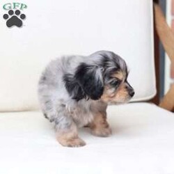 Benji/Dachshund Mix									Puppy/Male																/7 Weeks,To contact the breeder about this puppy, click on the “View Breeder Info” tab above.