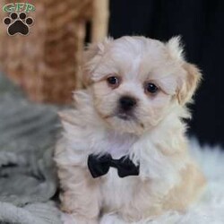 Hemi/Teddy Bear									Puppy/Male																/8 Weeks,To contact the breeder about this puppy, click on the “View Breeder Info” tab above.