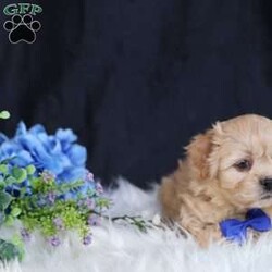 Hester/Teddy Bear									Puppy/Male																/8 Weeks,To contact the breeder about this puppy, click on the “View Breeder Info” tab above.