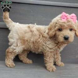Jane/Mini Goldendoodle									Puppy/Female														/7 Weeks,Prepare to fall in love! My name is Jane and I’m the sweetest F1b mini goldendoodle! One look into my warm, loving eyes and at my super soft fluffy coat and I’ll be sure to have captured your heart already! I’m very happy, playful and very kid friendly and I would love to fill your home with all my puppy love!! I have a very sweet personality, and I love giving kisses. I stand out above the rest with my sweet, loving personality and my cute silvery apricot coat! I will come to you vet checked and up to date on all vaccinations and dewormings . I come with a 1-year guarantee with the option of extending it to a 3-year guarantee and shipping is available! My mother is Kona, an F1 Goldendoodle weighing 32# and my father is Zeke, a 10# mini Poodle and he is genetic tested clear! Both of my parents are very calm and kid friendly which will make me the same!! I will grow to approx. 18-22# and I will be hypoallergenic and non shedding!!!… Why wait when you know I’m the one for you? Call or text Martha to make me the newest addition to your family and get ready to spend a lifetime of tail wagging fun with me! (7% sales tax on in home pickups)