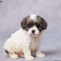 Dax/Cavapoo									Puppy/Male																/7 Weeks,Meet Dax, a sweet F1 Cavapoo with a heart full of love and a tail that never stops wagging! This little guy is raised in a happy, caring environment where he’s been showered with attention and snuggles. Dax is well-socialized, making him friendly and ready to bond with his new family. He’s been vet checked, is up to date on vaccines and dewormer, and is microchipped for peace of mind. His parents are AKC registered and have been genetically health tested, so you can feel confident about his background. Dax also comes with a health guarantee to help you start this journey worry-free. Whether you’re near or far, delivery options are available. If you’re looking for a loyal, lovable companion—Dax is your guy!
