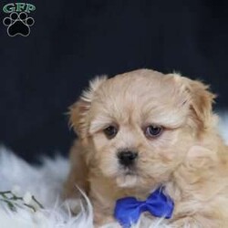 Hester/Teddy Bear									Puppy/Male																/8 Weeks,To contact the breeder about this puppy, click on the “View Breeder Info” tab above.