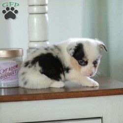 Callie/Pembroke Welsh Corgi									Puppy/Female														/5 Weeks,Are you looking for a new addition to your family? Our Corgi puppies make an adorable fit! These puppies are raised with our family and they receive lots of love and playtime from our children! They have sweet personalities and do very well with young children. Callie is a beautifull blue merle and is the only one in her litter.