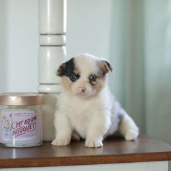 Callie/Pembroke Welsh Corgi									Puppy/Female														/5 Weeks