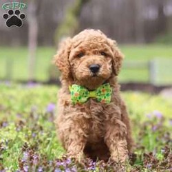 Linford/Cockapoo									Puppy/Male																/6 Weeks,Meet Linford, an adorable F1B Cockapoo who’s brimming with curiosity and charm! This little guy is always eager to explore the world around him, whether it’s sniffing out new adventures or playfully chasing after his favorite toy. His bright eyes and wagging tail are always full of excitement, ready to turn every moment into a fun-filled experience. As a Cockapoo, he inherits the intelligence of a Poodle and the friendly nature of a Cocker Spaniel, making him an ideal companion for families or individuals alike. If you’re looking for a loyal companion who’s as inquisitive as loving, he is the perfect choice!