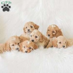 Karma/Cockapoo									Puppy/Female														/9 Weeks,Are you looking for a loveable and cuddly best friend? You will want to meet our family raised Cockapoos! They love to play and cuddle and will make a wonderful addition to your home. These puppies will be ready to go home on April 17th!