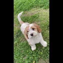 Opal/Cavapoo									Puppy/Male																/10 Weeks,Do you love Cavaliers but struggle with their heavy shedding? Then take a look at this puppy. With their poodle hair coat and the Cavaliers’ happy personality, they are sure to please.