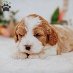 Opal/Cavapoo									Puppy/Male																/10 Weeks,Do you love Cavaliers but struggle with their heavy shedding? Then take a look at this puppy. With their poodle hair coat and the Cavaliers’ happy personality, they are sure to please.