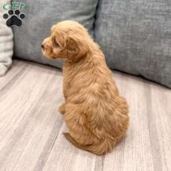 Lucy/Mini Goldendoodle									Puppy/Female														/7 Weeks,Meet Lucy! This sweet and adorable Mini Goldendoodle is looking for a forever family!
