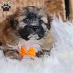 Hendrix/Teddy Bear									Puppy/Male																/8 Weeks,To contact the breeder about this puppy, click on the “View Breeder Info” tab above.