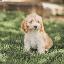 Bo/Cockapoo									Puppy/Male	/11 Weeks,Are you looking for a loveable and cuddly best friend? You will want to meet our family raised Cockapoos! They love to play and cuddle and will make a wonderful addition to your home. These puppies will be ready to go home on April 17th!