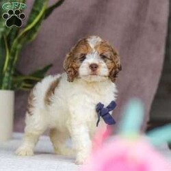 Robin/Cockapoo									Puppy/Male	/10 Weeks,Meet Robin, the most adorable Cockapoo puppy! He’s the perfect combination of sweet affection and lively energy. The Poodle in this boy makes him highly trainable and eager to please, always ready to learn new tricks that showcases his intelligence. Meanwhile, his Cocker Spaniel side brings a sweet, affectionate nature, making him a loving companion who thrives on human connection. His soft, hypoallergenic coat sheds very minimally, making him the perfect choice for those prone to allergies. Whether he’s prancing proudly by your side on a walk, playing a game, or snuggling up for a quiet moment, he will fill your days with joy!