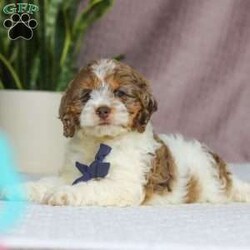 Robin/Cockapoo									Puppy/Male	/10 Weeks,Meet Robin, the most adorable Cockapoo puppy! He’s the perfect combination of sweet affection and lively energy. The Poodle in this boy makes him highly trainable and eager to please, always ready to learn new tricks that showcases his intelligence. Meanwhile, his Cocker Spaniel side brings a sweet, affectionate nature, making him a loving companion who thrives on human connection. His soft, hypoallergenic coat sheds very minimally, making him the perfect choice for those prone to allergies. Whether he’s prancing proudly by your side on a walk, playing a game, or snuggling up for a quiet moment, he will fill your days with joy!