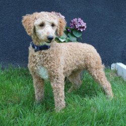 Oscar/Mini Goldendoodle									Puppy/Male	/6 Weeks,Looking for a sweet and cuddly puppy to bring joy to your life? Then look no further! The generation of this puppy is f1bb. Family raised, up to date on shots and dewormer, and comes with a 1 year genetic health guarantee. He’s socialized with our children, who help care for the puppies!! He comes with a small bag of food, blanket, toy and a collar. Give us a call today! We’re open Monday-Saturday 8-8 and closed on Sundays. Sunday messages will be returned on Monday. Country Echoes Kennel,  Raymond Lapp Sunbury Pa 17801 Pa Kennel License #17927