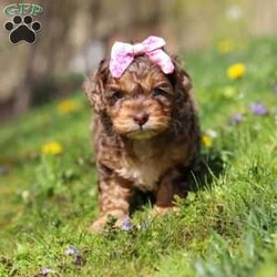 Angel/Cockapoo									Puppy/Female	/7 Weeks,Meet this beautiful Cockapoo puppy, Angel! She is a perfect bundle of joy with a bubbly, playful personality and an irresistibly lush coat. Full of charm and energy, this little one is always ready for an adventure or a cuddle, making every day brighter with tail wags and puppy kisses. With their affectionate nature and cheerful spirit, they’re the perfect companion for families, couples, or anyone looking for a loyal, loving friend. This gorgeous pup is sure to turn heads and steal hearts wherever they go!