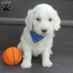 Parker/Mini Goldendoodle									Puppy/Male	/7 Weeks,Prepare to fall in love! My name is Parker and I’m the sweetest F1b mini goldendoodle! One look into my warm, loving eyes and at my super soft fluffy coat and I’ll be sure to have captured your heart already! I’m very happy, playful and very kid friendly and I would love to fill your home with all my puppy love!! I have a very sweet personality, and I love giving kisses. I stand out above the rest with my sweet, loving personality and my beautiful white coat! I will come to you vet checked and up to date on all vaccinations and dewormings . I come with a 1-year guarantee with the option of extending it to a 3-year guarantee and shipping is available! My mother is Sophie, our sweet F1 mini Goldendoodle weighing 38# and my father is Zeke, a 10# mini Poodle and he is genetic tested clear! Both of my parents are very sweet and kid friendly which will make me the same!! I will grow to approx. 18-25# and I will be hypoallergenic and non shedding!!!… Why wait when you know I’m the one for you? Call or text Martha to make me the newest addition to your family and get ready to spend a lifetime of tail wagging fun with me! (7% sales tax on in home pickups)