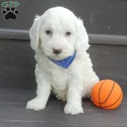 Parker/Mini Goldendoodle									Puppy/Male	/7 Weeks,Prepare to fall in love! My name is Parker and I’m the sweetest F1b mini goldendoodle! One look into my warm, loving eyes and at my super soft fluffy coat and I’ll be sure to have captured your heart already! I’m very happy, playful and very kid friendly and I would love to fill your home with all my puppy love!! I have a very sweet personality, and I love giving kisses. I stand out above the rest with my sweet, loving personality and my beautiful white coat! I will come to you vet checked and up to date on all vaccinations and dewormings . I come with a 1-year guarantee with the option of extending it to a 3-year guarantee and shipping is available! My mother is Sophie, our sweet F1 mini Goldendoodle weighing 38# and my father is Zeke, a 10# mini Poodle and he is genetic tested clear! Both of my parents are very sweet and kid friendly which will make me the same!! I will grow to approx. 18-25# and I will be hypoallergenic and non shedding!!!… Why wait when you know I’m the one for you? Call or text Martha to make me the newest addition to your family and get ready to spend a lifetime of tail wagging fun with me! (7% sales tax on in home pickups)