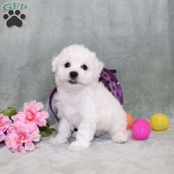 Quade/Bichon Frise									Puppy/Male	/12 Weeks,Here comes a playful AKC Bichon Frise puppy who is already started on potty training and crate training!  This pup will be small as an adult since the parents were only 10lbs-12lbs. This cutie is born to parents who are Genetically Tested for breed specific hereditary issues recommended by Embark Vet and their results show that this litter of puppies will not have any issues that will adversely affect their health. While other Bichons may suffer from health issues as they age, this pup has no predispositions to Bichon health concerns that will adversely affect their health!  Each pup in this litter is up to date on shots and dewormer and vet checked and well socialized with children, teens, adults, and other puppies! We offer the option for  a 1 Year Genetic Health Guarantee! This puppy can have limited AKC or ACA papers and be microchipped for an extra fee!