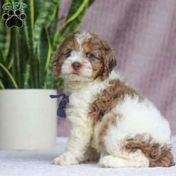 Robin/Cockapoo									Puppy/Male	/10 Weeks,Meet Robin, the most adorable Cockapoo puppy! He’s the perfect combination of sweet affection and lively energy. The Poodle in this boy makes him highly trainable and eager to please, always ready to learn new tricks that showcases his intelligence. Meanwhile, his Cocker Spaniel side brings a sweet, affectionate nature, making him a loving companion who thrives on human connection. His soft, hypoallergenic coat sheds very minimally, making him the perfect choice for those prone to allergies. Whether he’s prancing proudly by your side on a walk, playing a game, or snuggling up for a quiet moment, he will fill your days with joy!