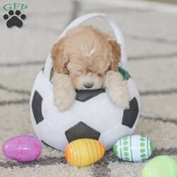 Bo/Cockapoo									Puppy/Male	/11 Weeks,Are you looking for a loveable and cuddly best friend? You will want to meet our family raised Cockapoos! They love to play and cuddle and will make a wonderful addition to your home. These puppies will be ready to go home on April 17th!