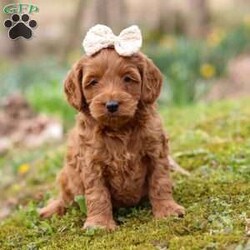 Lucy/Cockapoo									Puppy/Female	/8 Weeks,Meet Lucy, the most adorable and outgoing Cockapoo puppy you’ll ever meet! She’s the perfect blend of playful energy and sweet affection. The Poodle in her makes her incredibly smart and eager to learn—she picks up new tricks in no time and loves showing off her skills. Her Cocker Spaniel side brings a loving, people-focused personality, making her the ultimate cuddle buddy and constant companion. With her soft, hypoallergenic coat that sheds very little, Lucy is a great choice for families or individuals with allergies. Whether she’s strutting her stuff on a walk, chasing toys with enthusiasm, or curling up for a cozy snuggle, she fills every moment with sunshine and joy!