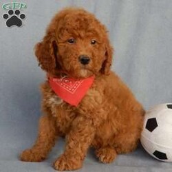 Finn/Mini Goldendoodle									Puppy/Male	/9 Weeks,Prepare to fall in love! My name is Finn and I’m the sweetest F1b mini goldendoodle! One look into my warm, loving eyes and at my super soft fluffy coat and I’ll be sure to have captured your heart already! I’m very happy, playful and very kid friendly and I would love to fill your home with all my puppy love!! I have a very sweet personality, and I love giving kisses. I stand out above the rest with my sweet, loving personality and my cute red coat! I will come to you vet checked and up to date on all vaccinations and dewormings . I come with a 1-year guarantee with the option of extending it to a 3-year guarantee and shipping is available! My mother is Willow, an F1 Goldendoodle weighing 30# and my father is Theo, an AKC 6# toy Poodle! Both of my parents are very calm and kid friendly which will make me the same!! I will grow to approx. 17-19# and I will be hypoallergenic and non shedding!!!… Why wait when you know I’m the one for you? Call or text Martha to make me the newest addition to your family and get ready to spend a lifetime of tail wagging fun with me! (7% sales tax on in home pickups)