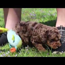Angel/Cockapoo									Puppy/Female	/7 Weeks,Meet this beautiful Cockapoo puppy, Angel! She is a perfect bundle of joy with a bubbly, playful personality and an irresistibly lush coat. Full of charm and energy, this little one is always ready for an adventure or a cuddle, making every day brighter with tail wags and puppy kisses. With their affectionate nature and cheerful spirit, they’re the perfect companion for families, couples, or anyone looking for a loyal, loving friend. This gorgeous pup is sure to turn heads and steal hearts wherever they go!