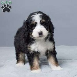 Donald/Mini Bernedoodle									Puppy/Male	/10 Weeks,Meet Donald, our sweet Mini Bernedoodle boy with a heart full of love! Raised with our family, he’s used to kids, cuddles, and lots of playtime. Donald is vet checked, microchipped, and up to date on his vaccines and dewormer—he’s happy, healthy, and ready to join your home. Whether it’s snuggling on the couch or running around the yard, Donald is always ready to be by your side. He’s just waiting to meet his forever family!