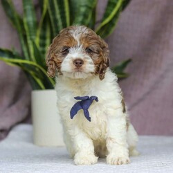 Robin/Cockapoo									Puppy/Male	/10 Weeks,Meet Robin, the most adorable Cockapoo puppy! He’s the perfect combination of sweet affection and lively energy. The Poodle in this boy makes him highly trainable and eager to please, always ready to learn new tricks that showcases his intelligence. Meanwhile, his Cocker Spaniel side brings a sweet, affectionate nature, making him a loving companion who thrives on human connection. His soft, hypoallergenic coat sheds very minimally, making him the perfect choice for those prone to allergies. Whether he’s prancing proudly by your side on a walk, playing a game, or snuggling up for a quiet moment, he will fill your days with joy!