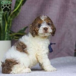Robin/Cockapoo									Puppy/Male	/10 Weeks,Meet Robin, the most adorable Cockapoo puppy! He’s the perfect combination of sweet affection and lively energy. The Poodle in this boy makes him highly trainable and eager to please, always ready to learn new tricks that showcases his intelligence. Meanwhile, his Cocker Spaniel side brings a sweet, affectionate nature, making him a loving companion who thrives on human connection. His soft, hypoallergenic coat sheds very minimally, making him the perfect choice for those prone to allergies. Whether he’s prancing proudly by your side on a walk, playing a game, or snuggling up for a quiet moment, he will fill your days with joy!