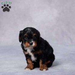 Colin/Cavapoo									Puppy/Male	/6 Weeks,Meet Colin, a sweet F1 Cavapoo with a heart full of love and a playful spirit! Raised in a caring environment, Colin has been well socialized and is used to being around people, making him a great fit for families of all sizes. He’s been vet checked, is up to date on vaccines and dewormer, and comes microchipped for your peace of mind. Colin also comes with a health guarantee, so you can feel confident bringing him home. His parents are AKC registered and have been genetically health tested, giving him a strong, healthy start. Colin is ready to bring joy, cuddles, and fun to his forever home. Delivery options are available if you’re not nearby. Don’t wait—Colin can’t wait to meet you!