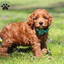 Jack/Cockapoo									Puppy/Male	/7 Weeks,Meet Jack, an irresistibly sweet and handsome little Cockapoo puppy! Playful and curious, he loves to explore his  surroundings, chase after toys, and hang out with his favorite people. Whether he’s showing off his adorable puppy zoomies or snuggling up for a good nap, he will bring endless joy to your home. While Cocker Spaniels are known for their sweet, affectionate temperament, Poodles bring intelligence and a playful spark — and this little boy is the perfect blend of both!