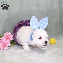 Quade/Bichon Frise									Puppy/Male	/12 Weeks,Here comes a playful AKC Bichon Frise puppy who is already started on potty training and crate training!  This pup will be small as an adult since the parents were only 10lbs-12lbs. This cutie is born to parents who are Genetically Tested for breed specific hereditary issues recommended by Embark Vet and their results show that this litter of puppies will not have any issues that will adversely affect their health. While other Bichons may suffer from health issues as they age, this pup has no predispositions to Bichon health concerns that will adversely affect their health!  Each pup in this litter is up to date on shots and dewormer and vet checked and well socialized with children, teens, adults, and other puppies! We offer the option for  a 1 Year Genetic Health Guarantee! This puppy can have limited AKC or ACA papers and be microchipped for an extra fee!