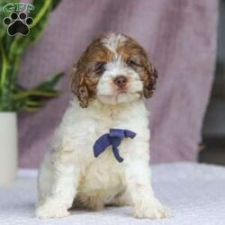 Robin/Cockapoo									Puppy/Male	/10 Weeks,Meet Robin, the most adorable Cockapoo puppy! He’s the perfect combination of sweet affection and lively energy. The Poodle in this boy makes him highly trainable and eager to please, always ready to learn new tricks that showcases his intelligence. Meanwhile, his Cocker Spaniel side brings a sweet, affectionate nature, making him a loving companion who thrives on human connection. His soft, hypoallergenic coat sheds very minimally, making him the perfect choice for those prone to allergies. Whether he’s prancing proudly by your side on a walk, playing a game, or snuggling up for a quiet moment, he will fill your days with joy!