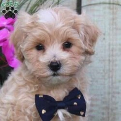 Sawyer/Maltipoo									Puppy/Male	/8 Weeks,Meet Sawyer, a socialized Maltipoo puppy that is being family raised with children. This cute pooch is vet checked and is up to date on shots & wormer plus the breeder provides a 1-year genetic health guarantee for him. To learn more about this fluffy little boy, call the breeder today!