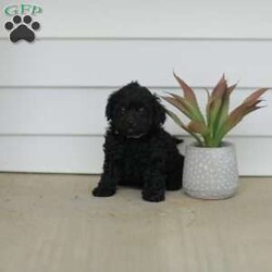 Mable/Teddy Bear									Puppy/Female	/8 Weeks,Meet our adorable Shi-poo puppies, they are part of the Teddy Bear line. These puppies are quite sweet and exceptionally cuddly! They are played with daily by our children and the puppies do well around young children.