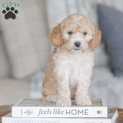 Bo/Cockapoo									Puppy/Male	/11 Weeks,Are you looking for a loveable and cuddly best friend? You will want to meet our family raised Cockapoos! They love to play and cuddle and will make a wonderful addition to your home. These puppies will be ready to go home on April 17th!