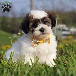 Lonnie/Teddy Bear									Puppy/Male	/9 Weeks,Meet Lonnie, the sweetest Teddy Bear around! With his adorable face and those big puppy dog eyes, he’s definitely got us all wrapped around his little paw. This little sweetheart has a soft, silky coat and a playful, rambunctious personality that’s hard to resist. Highly trainable, focused, and irresistibly cute, Lonnie is the perfect match for family life. If you’re looking for a dog that can keep up with the energy of a busy family, he’s the one for you! 
