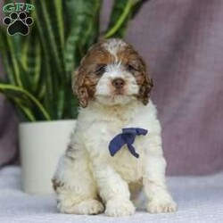 Robin/Cockapoo									Puppy/Male	/10 Weeks,Meet Robin, the most adorable Cockapoo puppy! He’s the perfect combination of sweet affection and lively energy. The Poodle in this boy makes him highly trainable and eager to please, always ready to learn new tricks that showcases his intelligence. Meanwhile, his Cocker Spaniel side brings a sweet, affectionate nature, making him a loving companion who thrives on human connection. His soft, hypoallergenic coat sheds very minimally, making him the perfect choice for those prone to allergies. Whether he’s prancing proudly by your side on a walk, playing a game, or snuggling up for a quiet moment, he will fill your days with joy!