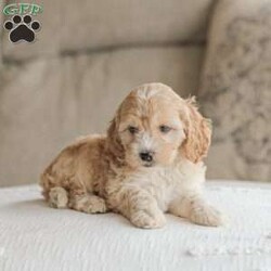 Bo/Cockapoo									Puppy/Male	/11 Weeks,Are you looking for a loveable and cuddly best friend? You will want to meet our family raised Cockapoos! They love to play and cuddle and will make a wonderful addition to your home. These puppies will be ready to go home on April 17th!