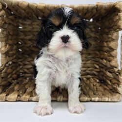 Sean/Cavalier King Charles Spaniel/Male/6 weeks
